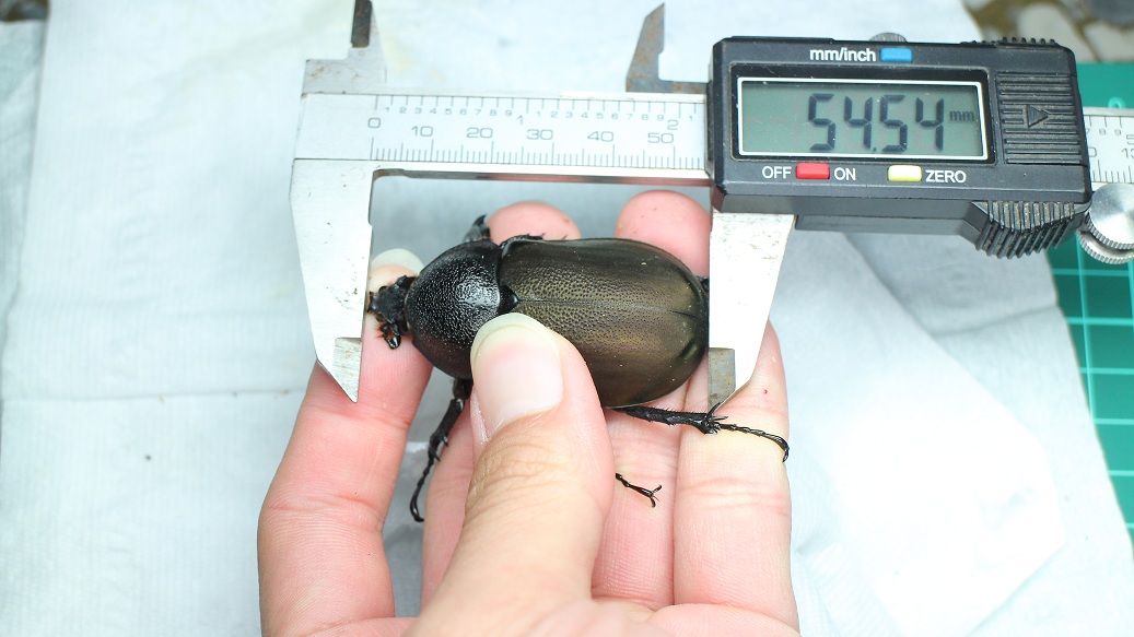 «ö¦¹¦b·sµøµ¡ÂsÄý¹Ï¤ù