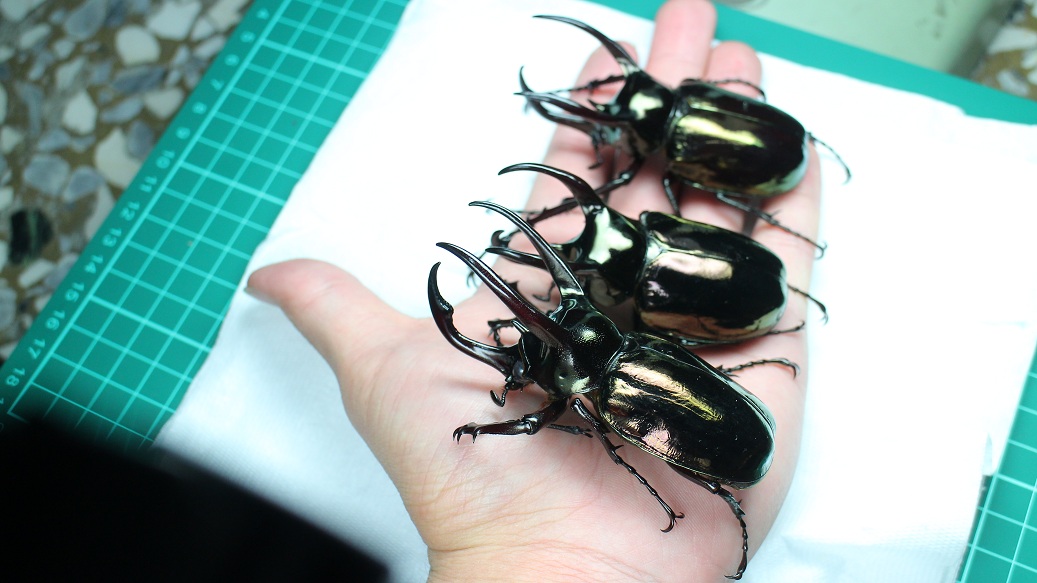 «ö¦¹¦b·sµøµ¡ÂsÄý¹Ï¤ù