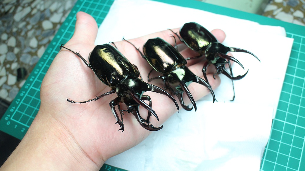 «ö¦¹¦b·sµøµ¡ÂsÄý¹Ï¤ù