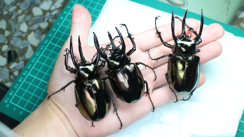 «ö¦¹¦b·sµøµ¡ÂsÄý¹Ï¤ù