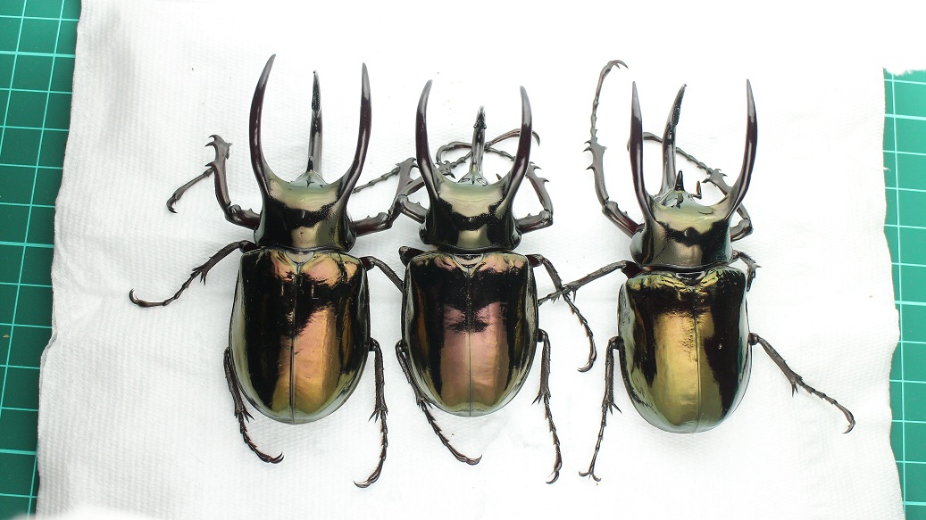 «ö¦¹¦b·sµøµ¡ÂsÄý¹Ï¤ù