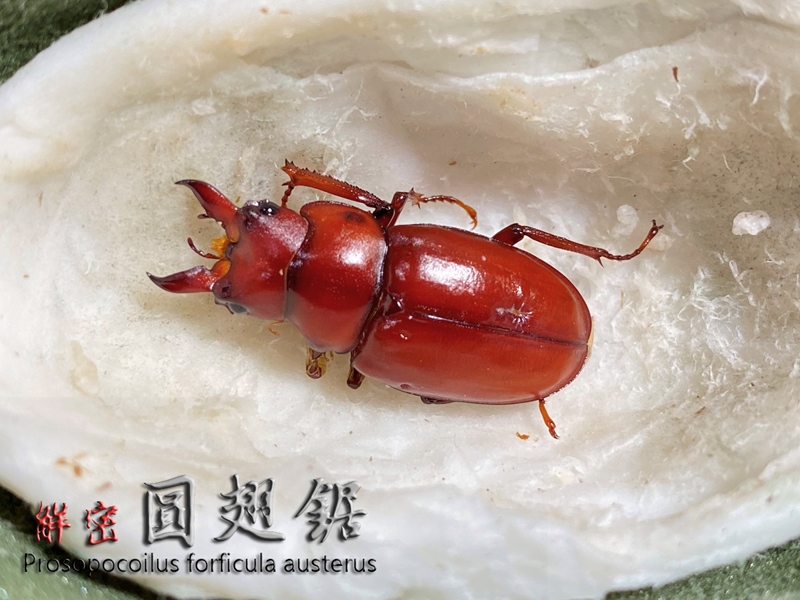 按此在新視窗瀏覽圖片