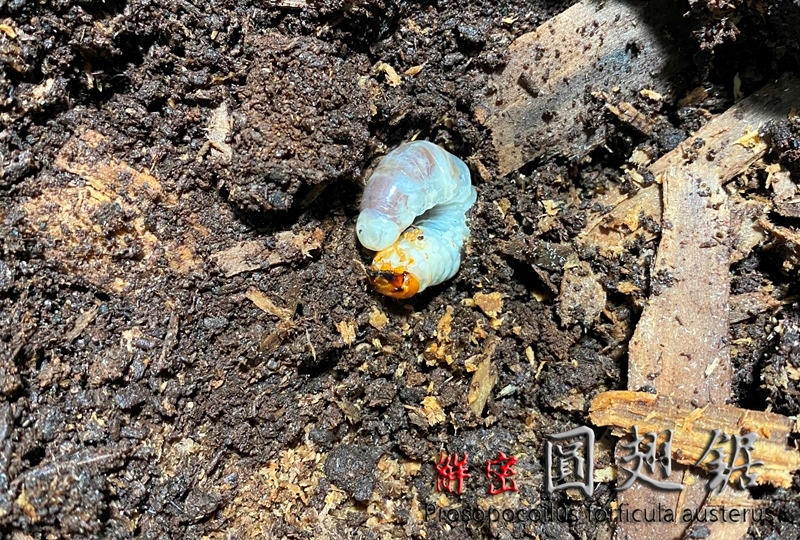 按此在新視窗瀏覽圖片