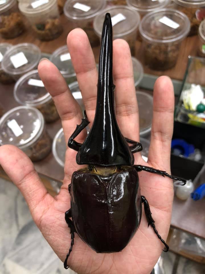 «ö¦¹¦b·sµøµ¡ÂsÄý¹Ï¤ù