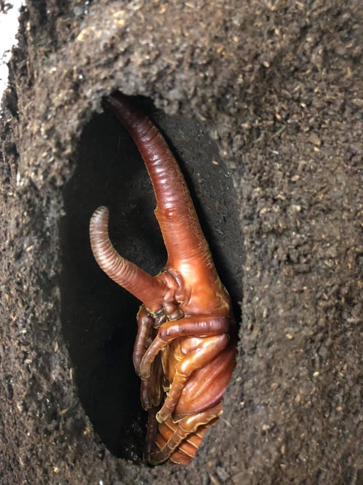 «ö¦¹¦b·sµøµ¡ÂsÄý¹Ï¤ù