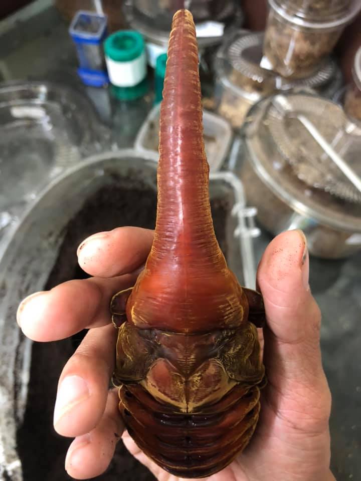 «ö¦¹¦b·sµøµ¡ÂsÄý¹Ï¤ù