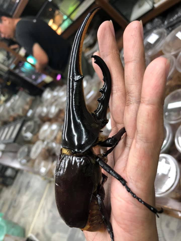 «ö¦¹¦b·sµøµ¡ÂsÄý¹Ï¤ù