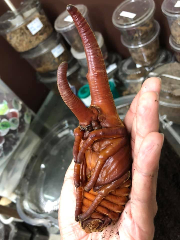 «ö¦¹¦b·sµøµ¡ÂsÄý¹Ï¤ù