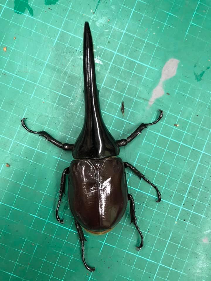 «ö¦¹¦b·sµøµ¡ÂsÄý¹Ï¤ù