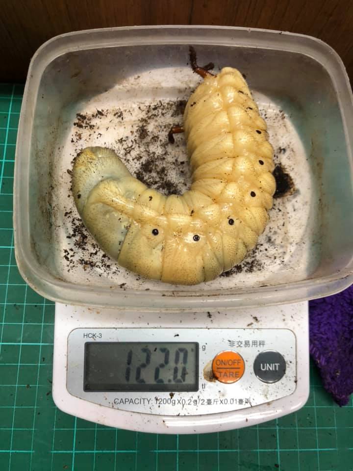 «ö¦¹¦b·sµøµ¡ÂsÄý¹Ï¤ù