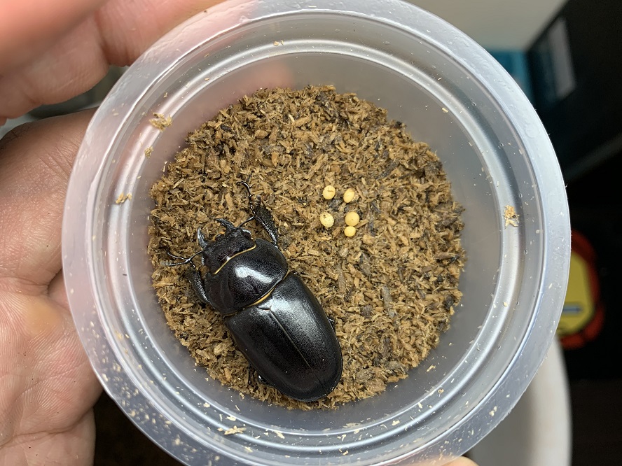 按此在新視窗瀏覽圖片