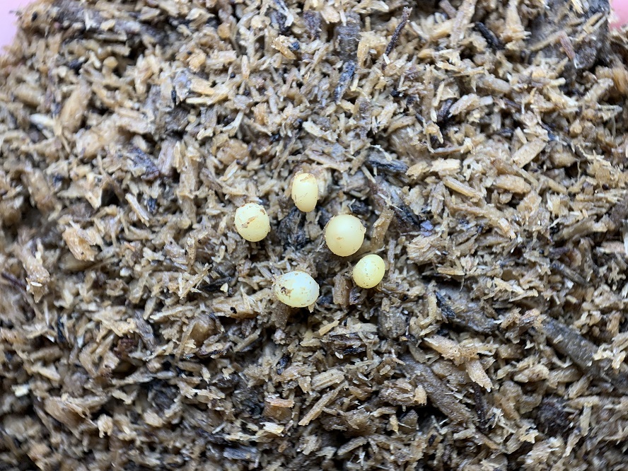 «ö¦¹¦b·sµøµ¡ÂsÄý¹Ï¤ù