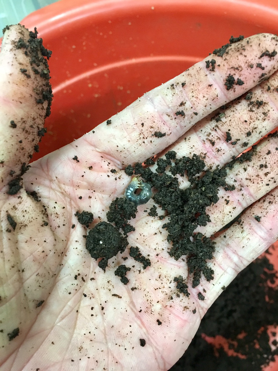 按此在新視窗瀏覽圖片