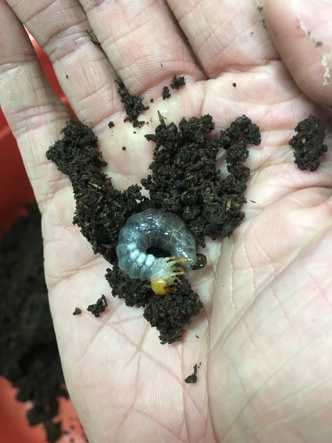 按此在新視窗瀏覽圖片