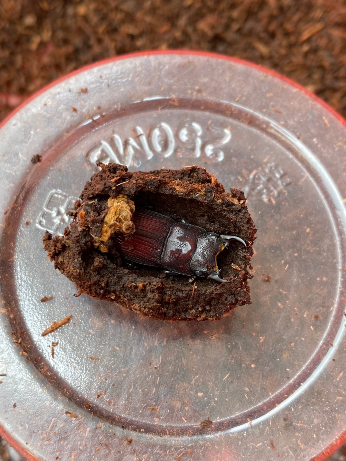 按此在新視窗瀏覽圖片