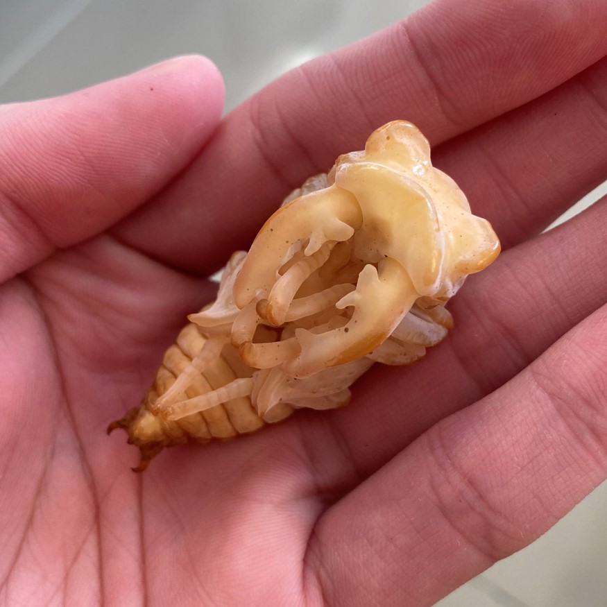 按此在新視窗瀏覽圖片