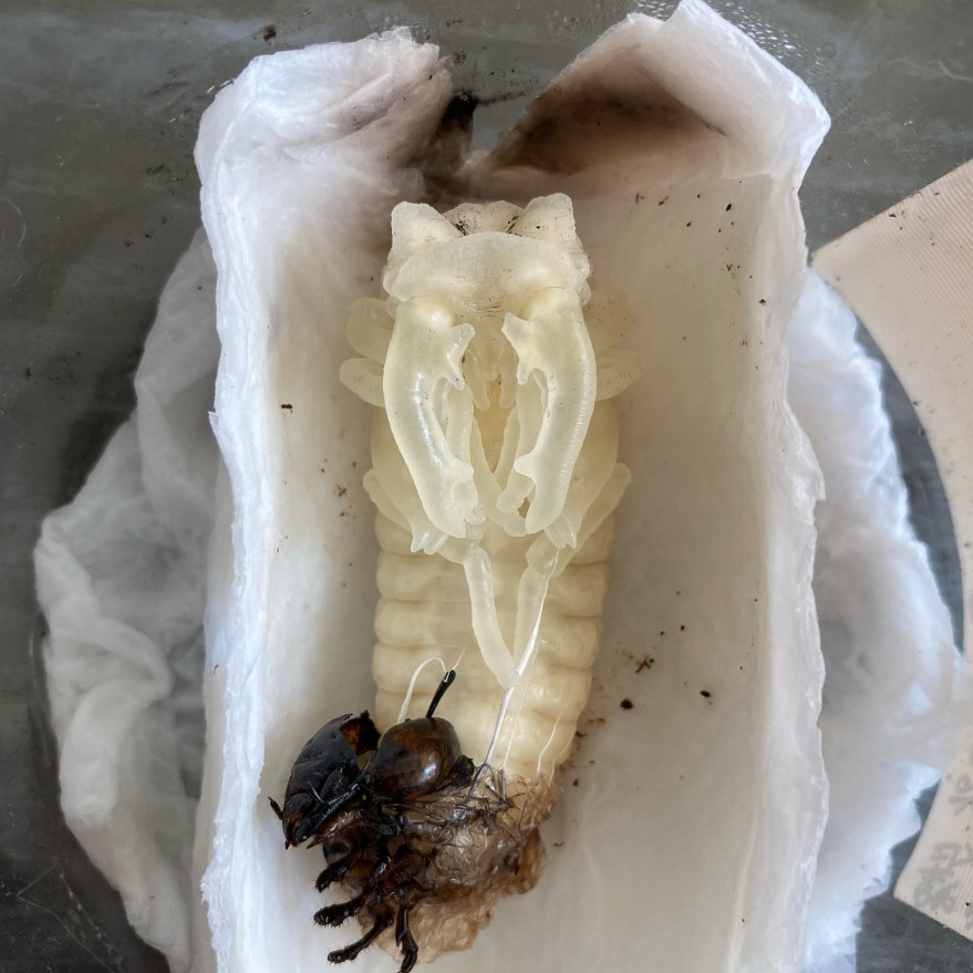 «ö¦¹¦b·sµøµ¡ÂsÄý¹Ï¤ù