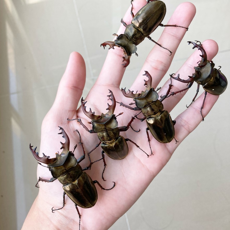 «ö¦¹¦b·sµøµ¡ÂsÄý¹Ï¤ù