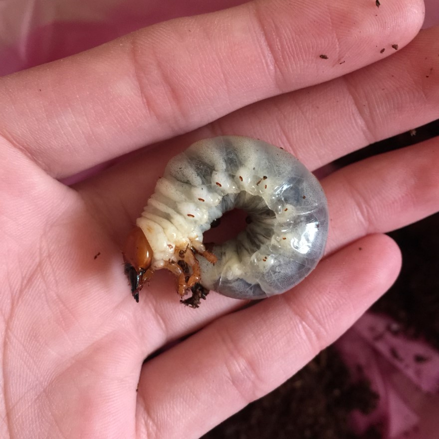 «ö¦¹¦b·sµøµ¡ÂsÄý¹Ï¤ù