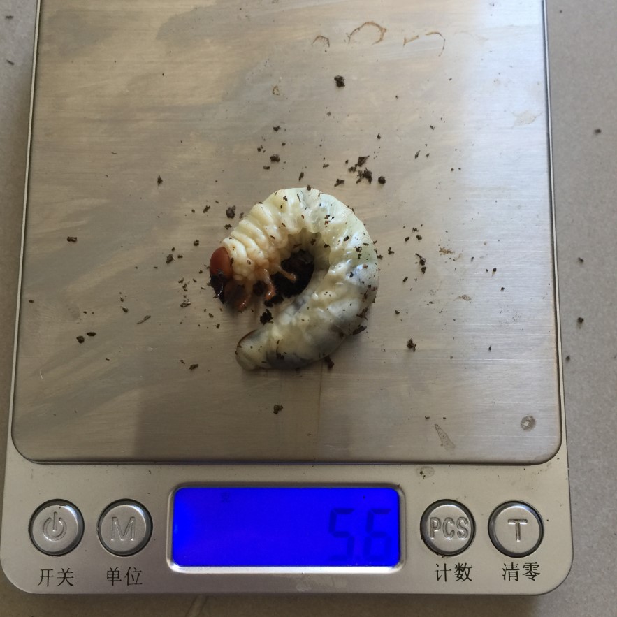 «ö¦¹¦b·sµøµ¡ÂsÄý¹Ï¤ù