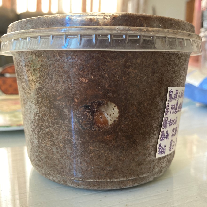 «ö¦¹¦b·sµøµ¡ÂsÄý¹Ï¤ù