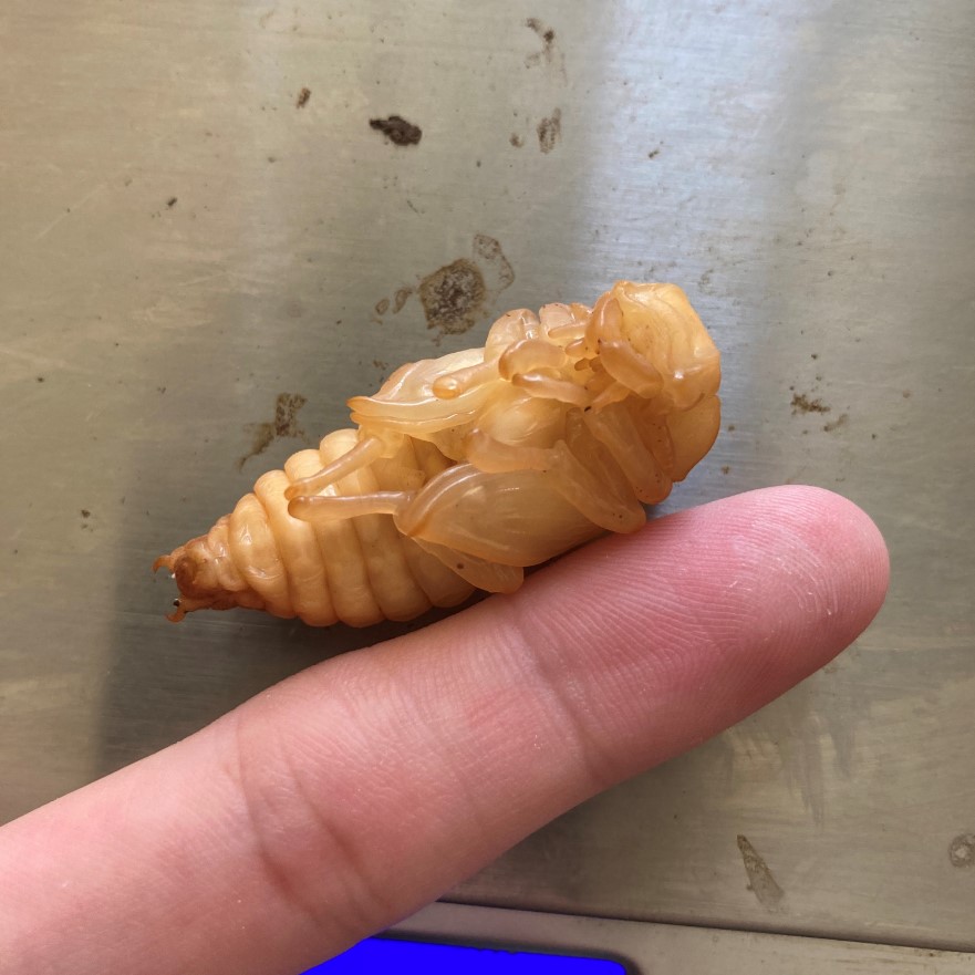 «ö¦¹¦b·sµøµ¡ÂsÄý¹Ï¤ù