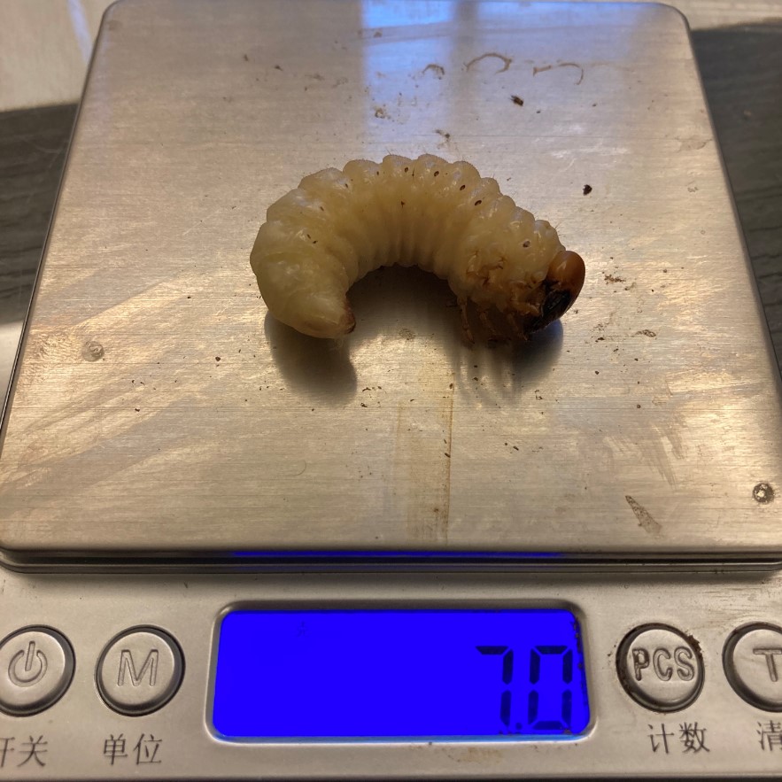 «ö¦¹¦b·sµøµ¡ÂsÄý¹Ï¤ù