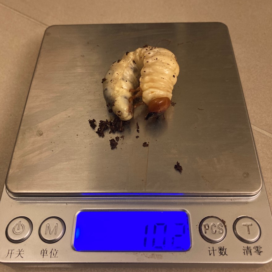 «ö¦¹¦b·sµøµ¡ÂsÄý¹Ï¤ù