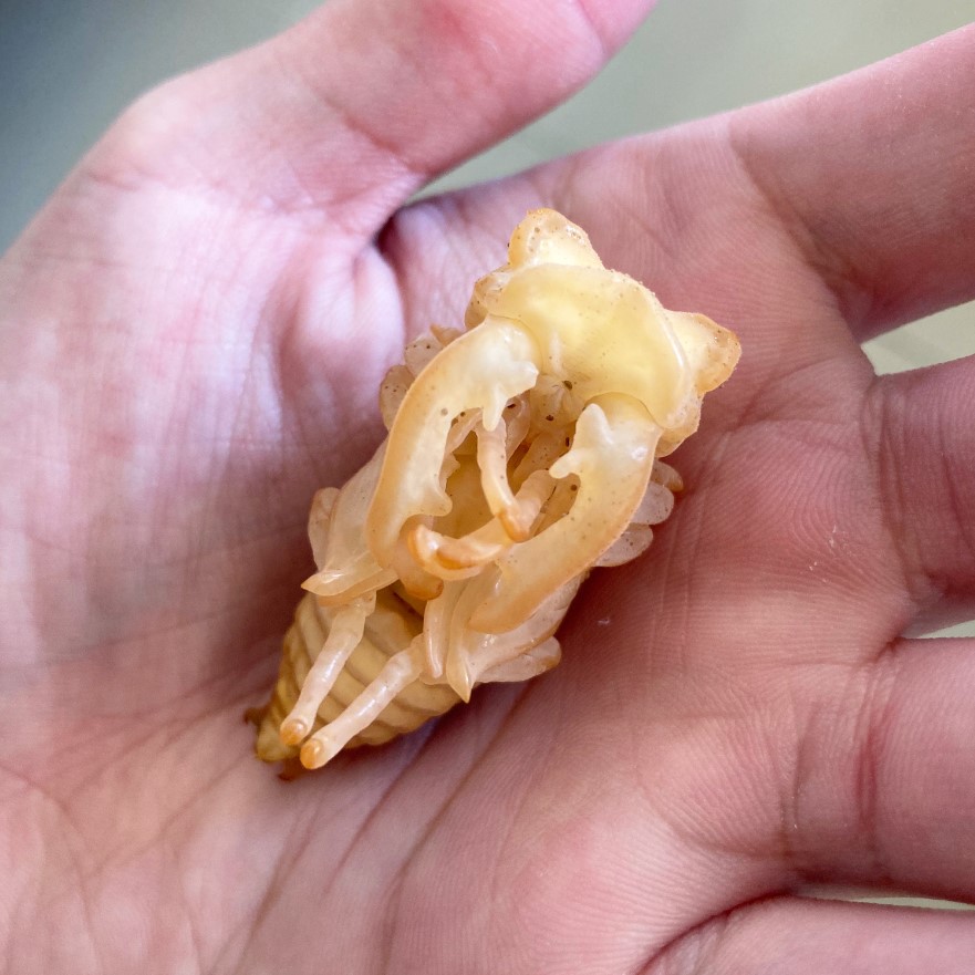 «ö¦¹¦b·sµøµ¡ÂsÄý¹Ï¤ù