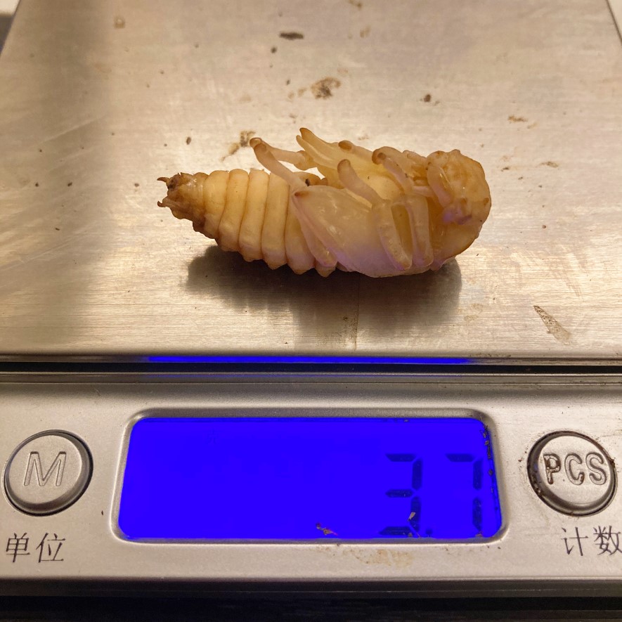 «ö¦¹¦b·sµøµ¡ÂsÄý¹Ï¤ù