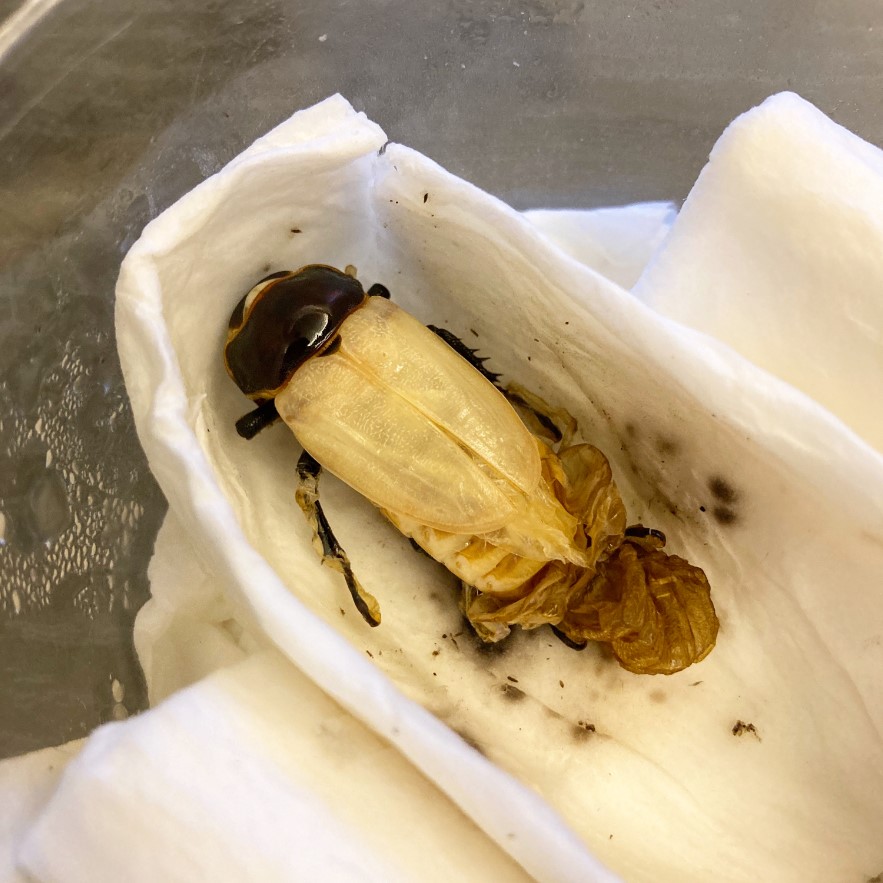 «ö¦¹¦b·sµøµ¡ÂsÄý¹Ï¤ù