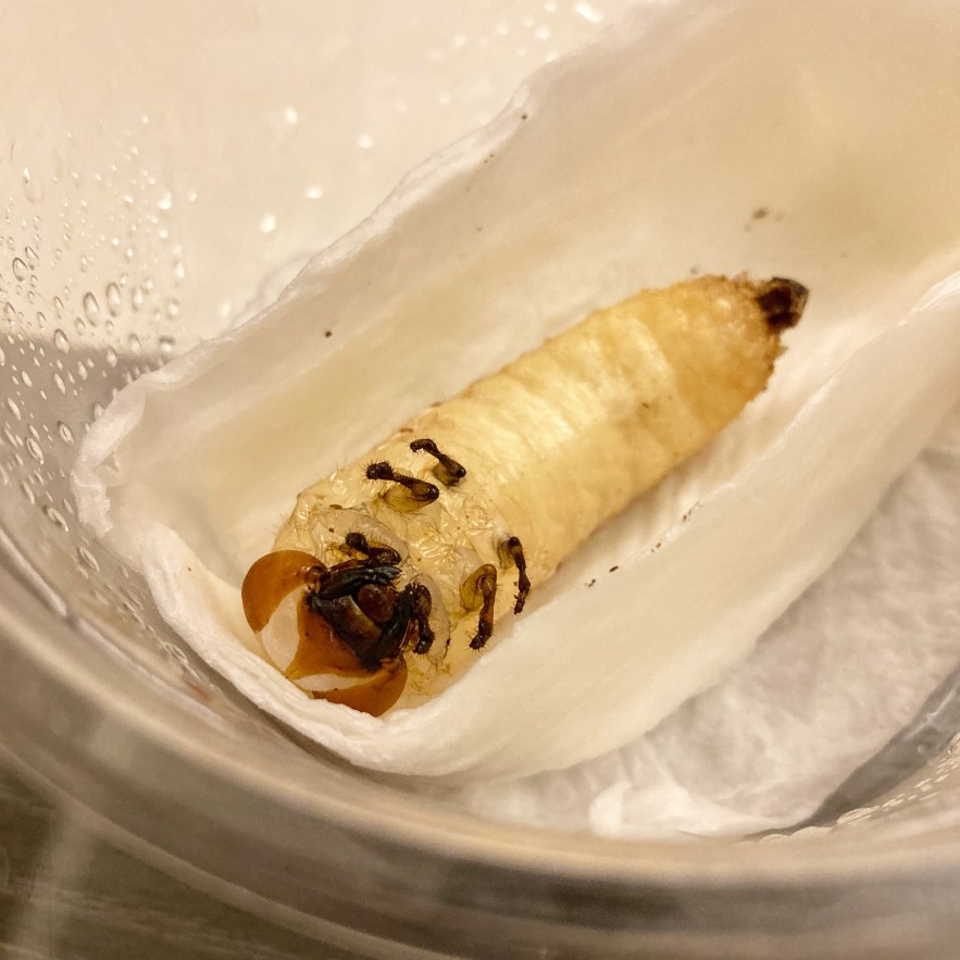 «ö¦¹¦b·sµøµ¡ÂsÄý¹Ï¤ù