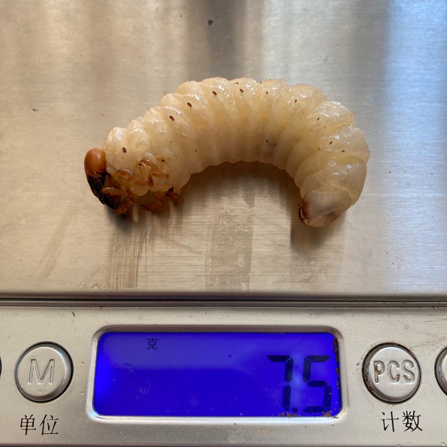 «ö¦¹¦b·sµøµ¡ÂsÄý¹Ï¤ù