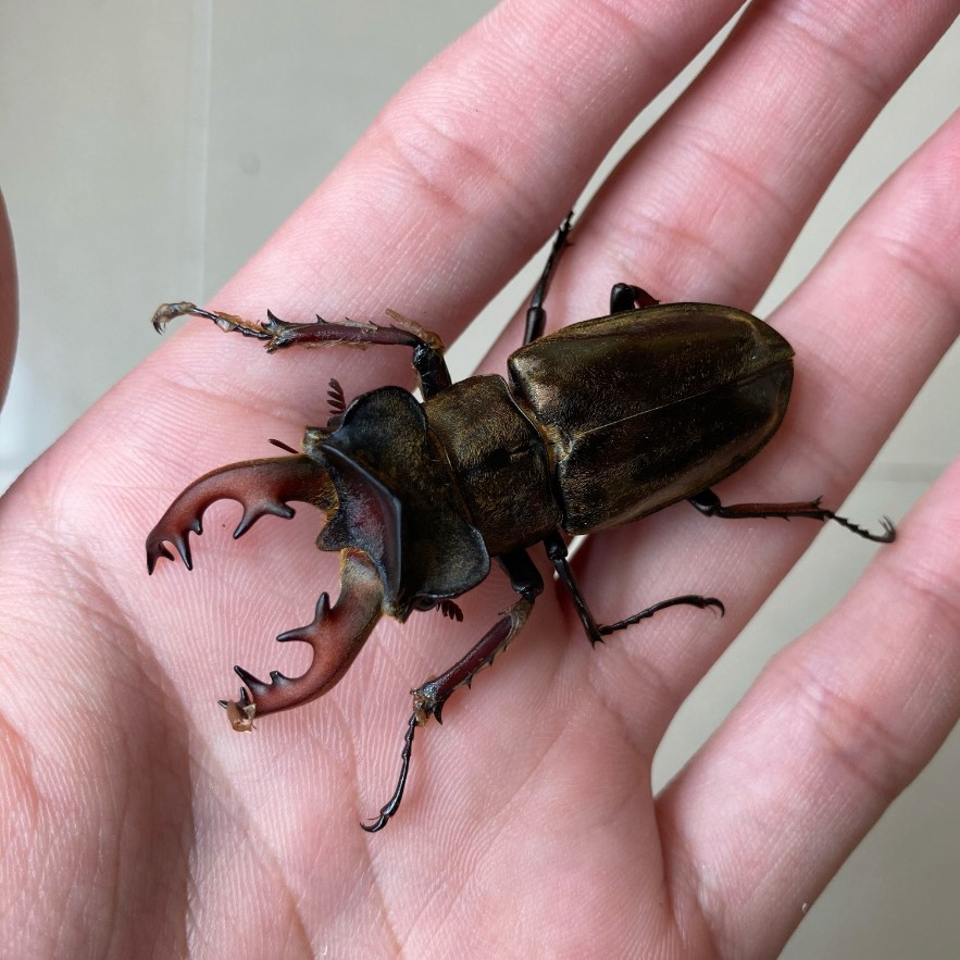 «ö¦¹¦b·sµøµ¡ÂsÄý¹Ï¤ù