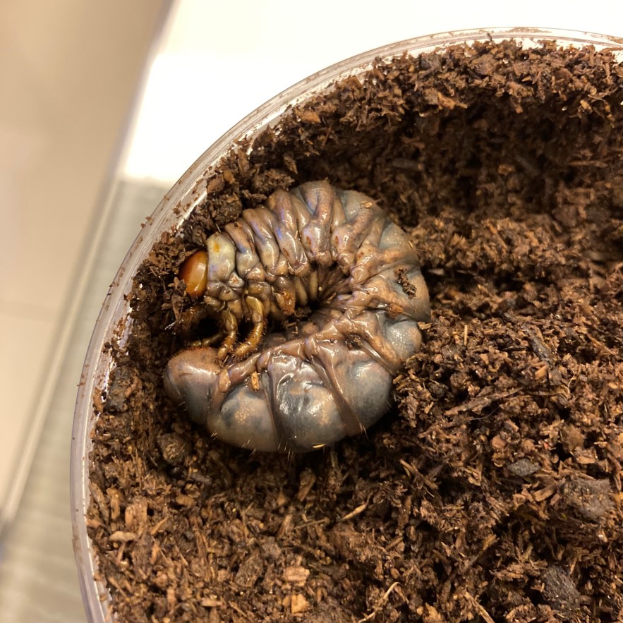 «ö¦¹¦b·sµøµ¡ÂsÄý¹Ï¤ù