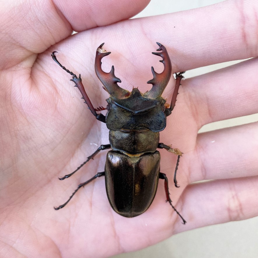 «ö¦¹¦b·sµøµ¡ÂsÄý¹Ï¤ù