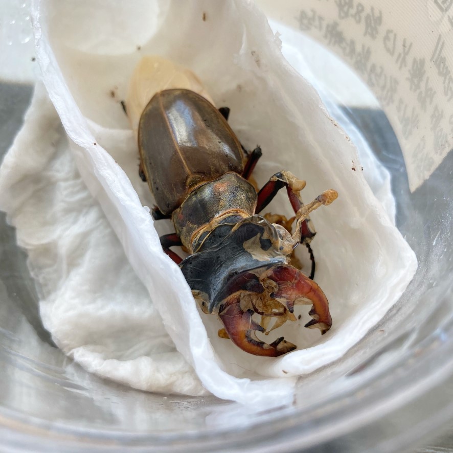 «ö¦¹¦b·sµøµ¡ÂsÄý¹Ï¤ù