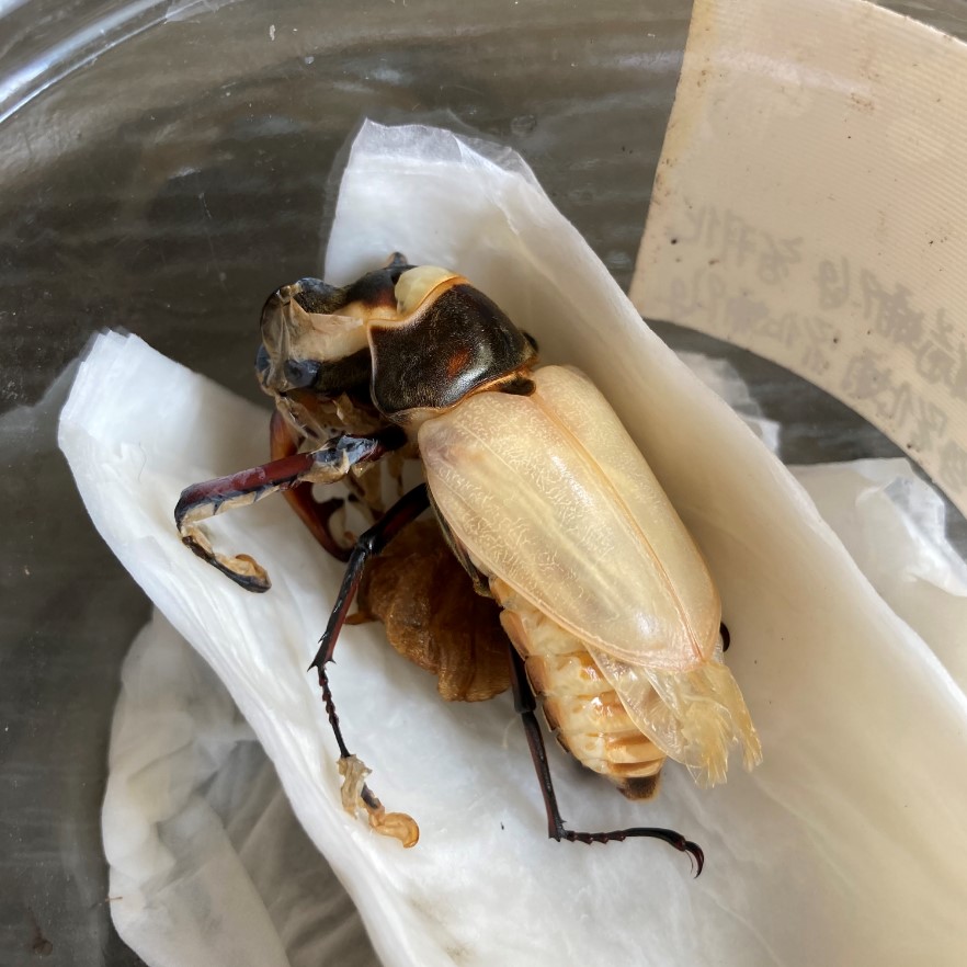 «ö¦¹¦b·sµøµ¡ÂsÄý¹Ï¤ù