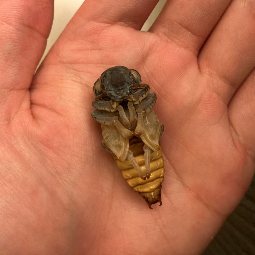 «ö¦¹¦b·sµøµ¡ÂsÄý¹Ï¤ù