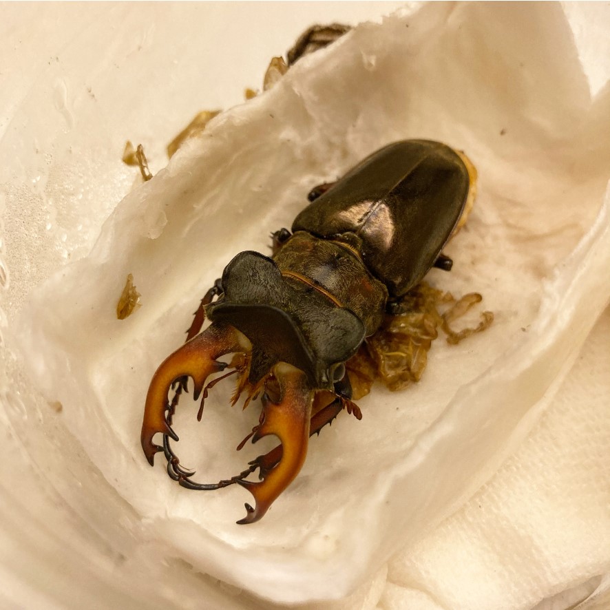 «ö¦¹¦b·sµøµ¡ÂsÄý¹Ï¤ù