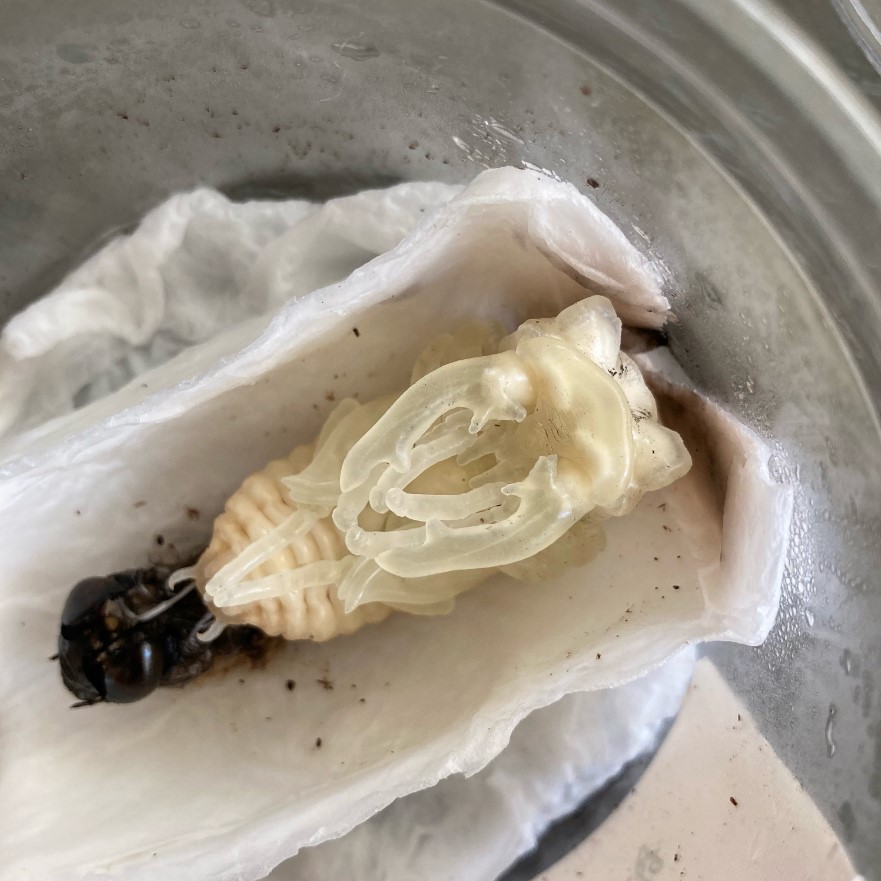 «ö¦¹¦b·sµøµ¡ÂsÄý¹Ï¤ù