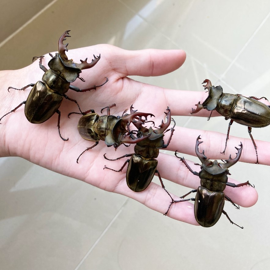 «ö¦¹¦b·sµøµ¡ÂsÄý¹Ï¤ù