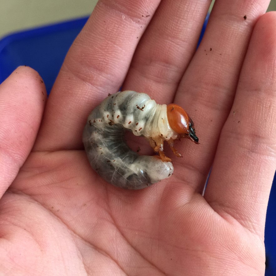 «ö¦¹¦b·sµøµ¡ÂsÄý¹Ï¤ù