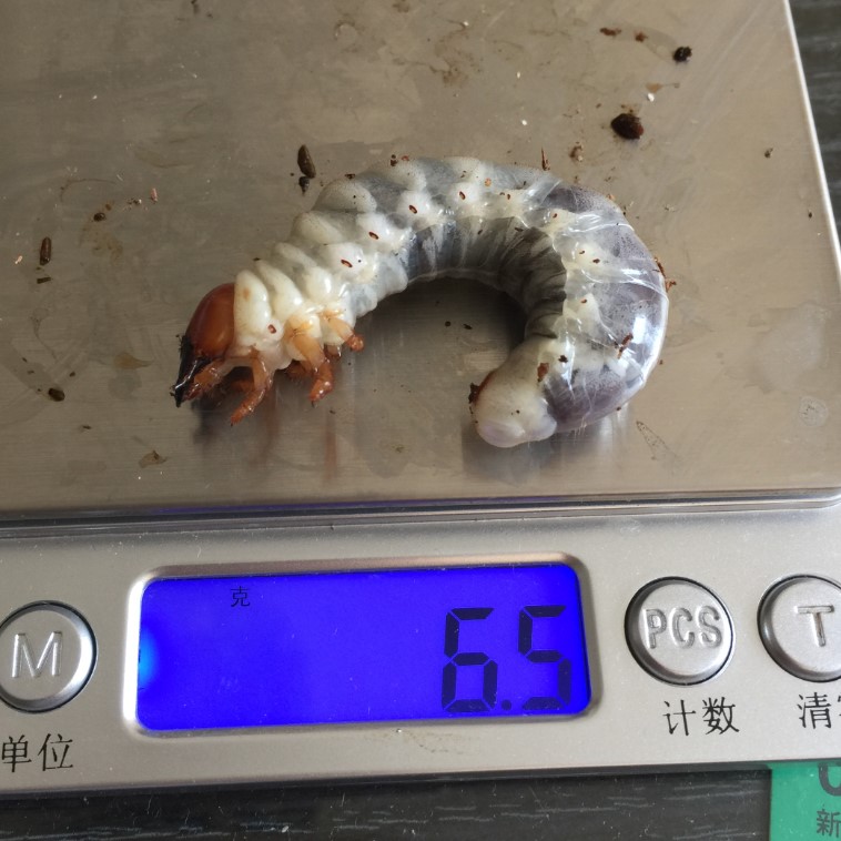 «ö¦¹¦b·sµøµ¡ÂsÄý¹Ï¤ù