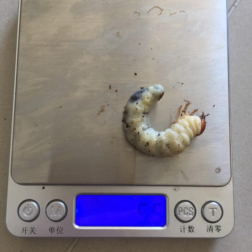 «ö¦¹¦b·sµøµ¡ÂsÄý¹Ï¤ù