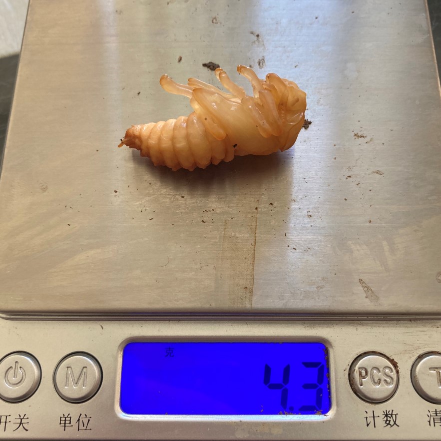 «ö¦¹¦b·sµøµ¡ÂsÄý¹Ï¤ù