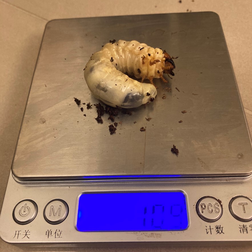 «ö¦¹¦b·sµøµ¡ÂsÄý¹Ï¤ù