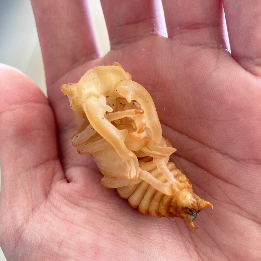 «ö¦¹¦b·sµøµ¡ÂsÄý¹Ï¤ù