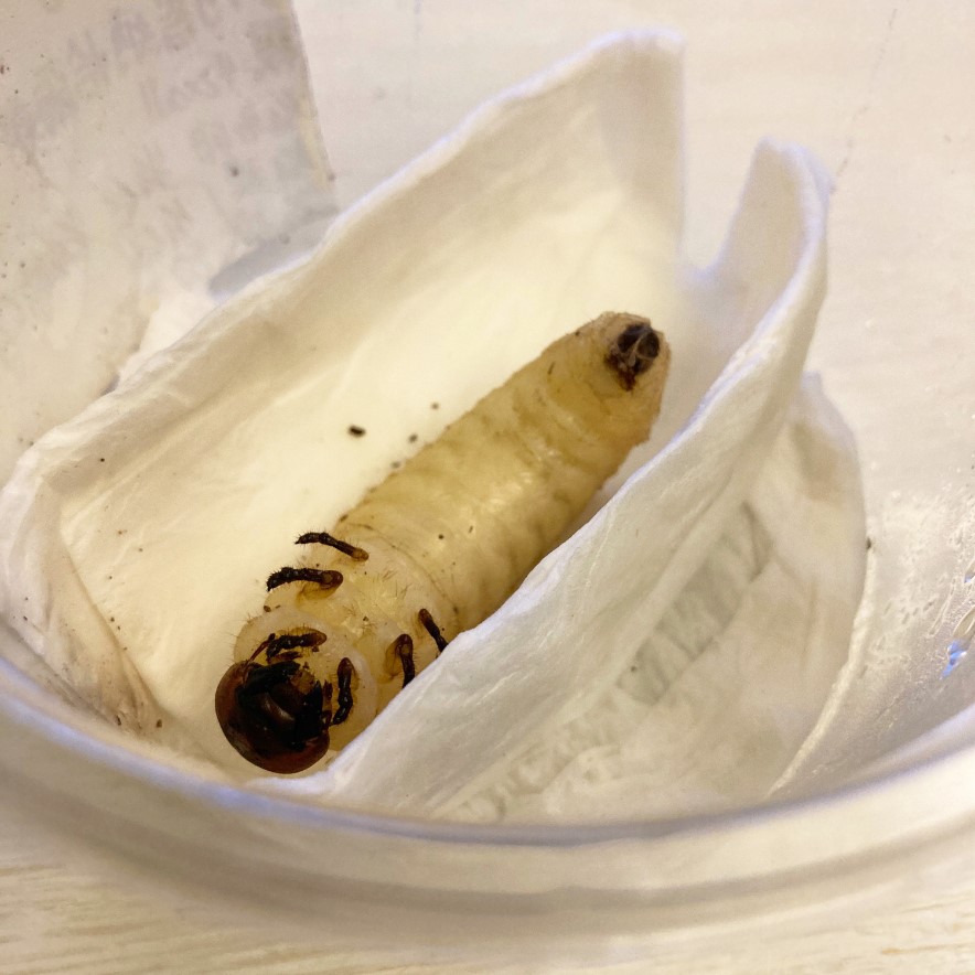 «ö¦¹¦b·sµøµ¡ÂsÄý¹Ï¤ù