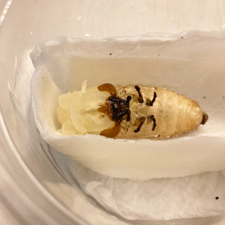 «ö¦¹¦b·sµøµ¡ÂsÄý¹Ï¤ù